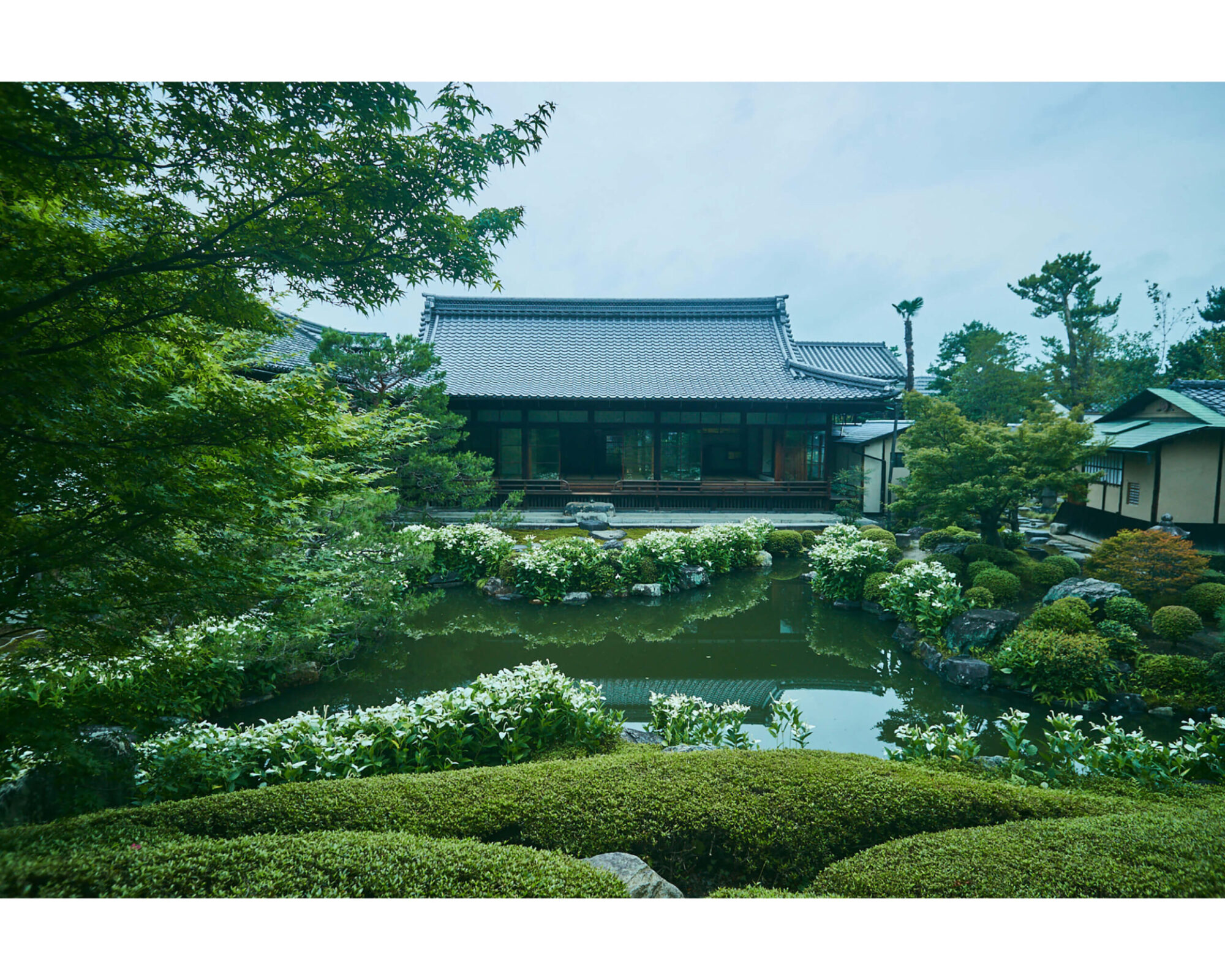 半夏生が庭園を白く彩る、両足院の大書院。毎年初夏には、その涼やかな景観を求めて多くの拝観客が訪れる。